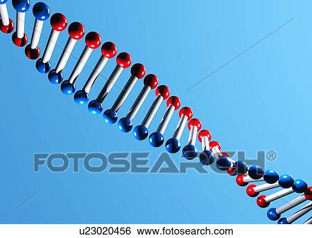 Stock Photograph - DNA molecule, artwork. Fotosearch