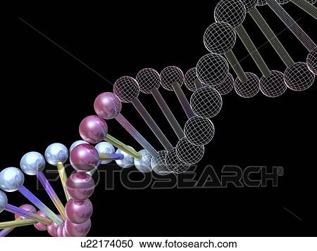 Stock Image - DNA molecule, computer artwork. Fotosearch