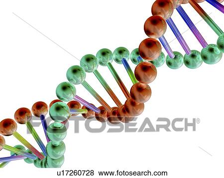 Stock Photo - DNA molecule, computer artwork. Fotosearch