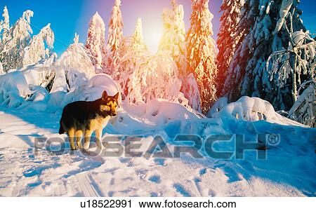 Stock Image - Dog on snow covered landscape. Fotosearch