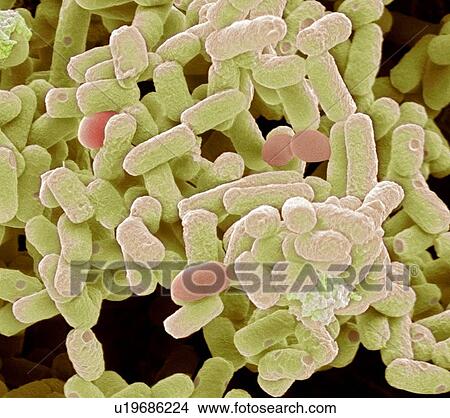E coli bacteria, SEM View Large Photo Image Picture - E coli bacteria, SEM. Fotosearch