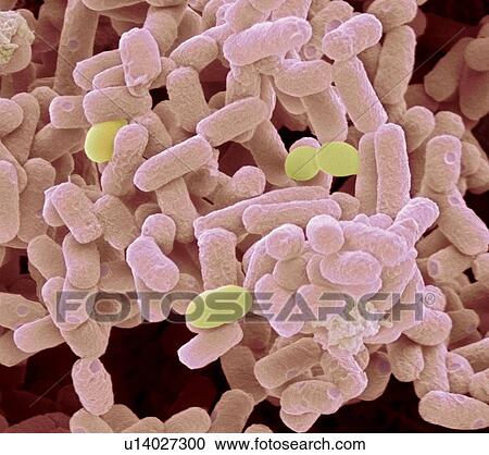 Stock Image - E coli bacteria, SEM. Fotosearch