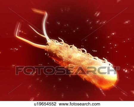 E coli bacterium, computer artwork View Large Photo Image Stock Image - E coli bacterium, computer artwork. Fotosearch