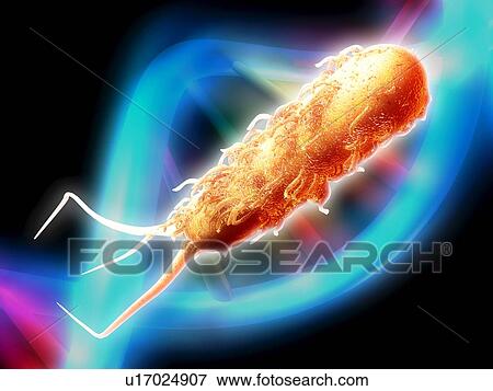 E coli bacterium, computer artwork View Large Photo Image Stock Photo - E coli bacterium, computer artwork. Fotosearch