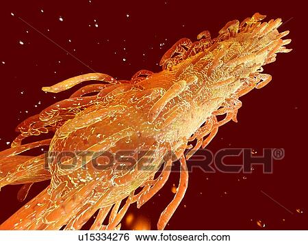 E coli bacterium, computer artwork View Large Photo Image Stock Photograph - E coli bacterium, computer artwork. Fotosearch