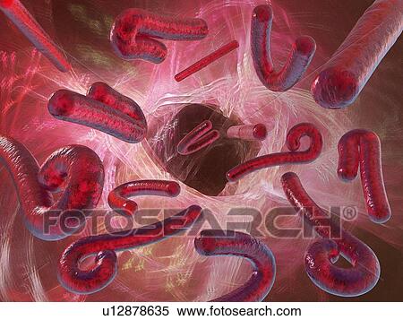 Stock Photography - Ebola viruses, artwork. Fotosearch