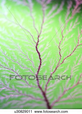 Stock Image - Electron tree. Fotosearch