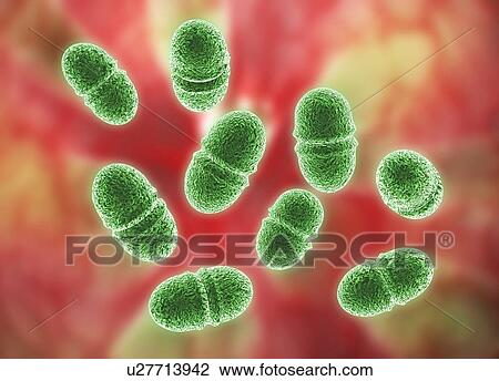 Stock Image - Enterococcus faecalis, bacteria, artwork. Fotosearch