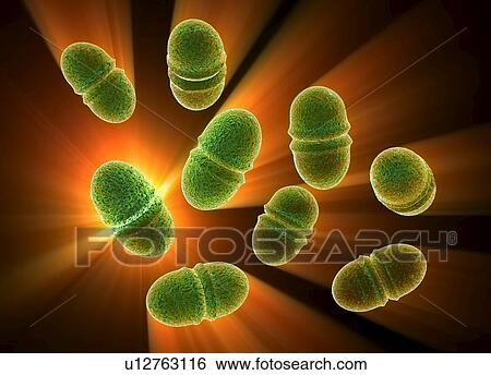 Enterococcus faecalis, bacteria, artwork View Large Photo Image Stock Photograph - Enterococcus faecalis, bacteria, artwork. Fotosearch