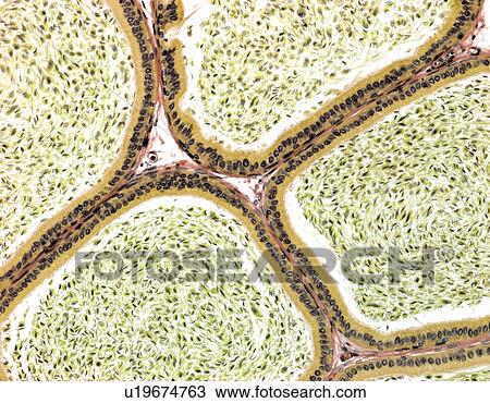 Epididymis, light micrograph View Large Photo Image Stock Image - Epididymis, light micrograph. Fotosearch