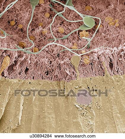 Picture - Epididymis, SEM. Fotosearch