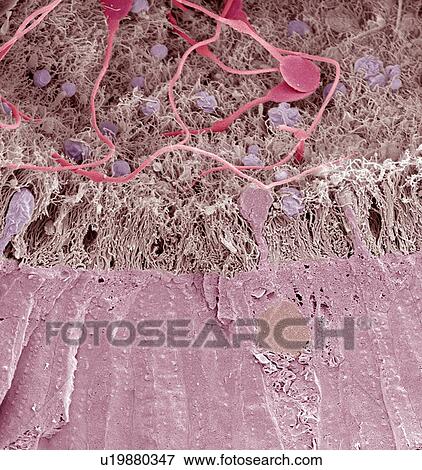Stock Photo - Epididymis, SEM. Fotosearch