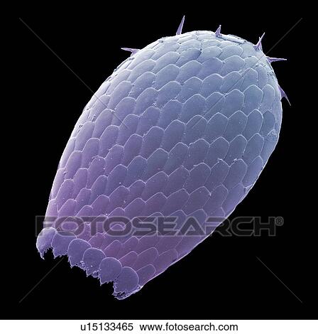 Stock Photography - Euglypha amoeba shell, SEM. Fotosearch