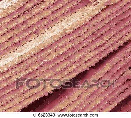 Eye lens, SEM View Large Photo Image Stock Image - Eye lens, SEM. Fotosearch