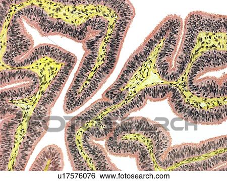 Stock Photograph - Fallopian tube, light micrograph. Fotosearch