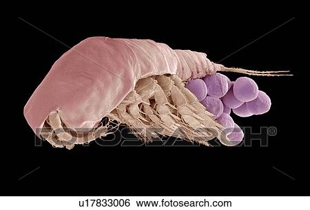 Stock Photograph - Female copepod, SEM. Fotosearch