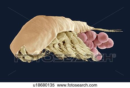 Stock Photography - Female copepod, SEM. Fotosearch