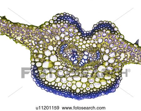 Stock Photo - Fern leaf, light micrograph. Fotosearch