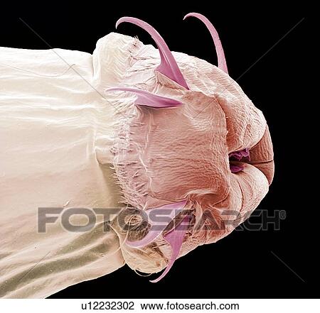 Fly larva, SEM View Large Photo Image Stock Image - Fly larva, SEM. Fotosearch
