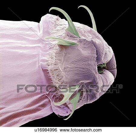 Stock Photograph - Fly larva, SEM. Fotosearch