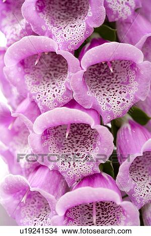Picture - Foxglove (Digitalis purpurea Excelsior). Fotosearch