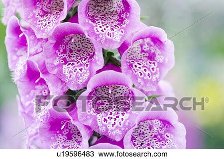 Foxglove( Digitalis purpurea Excelsior) View Large Photo Image Stock Image - Foxglove( Digitalis purpurea Excelsior). Fotosearch