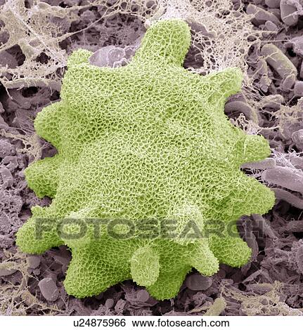 Stock Photograph - Freshwater sponge, SEM. Fotosearch