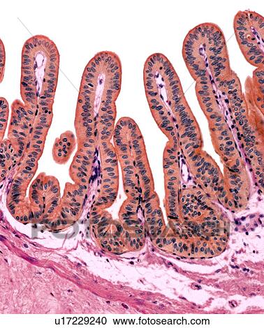 Gall bladder lining, light micrograph View Large Photo Image Stock Image - Gall bladder lining, light micrograph. Fotosearch
