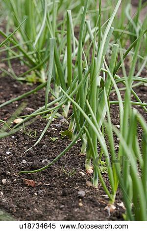 Garlic plants in a vegetable patch View Large Photo Image Stock Photography - Garlic plants in a vegetable patch. Fotosearch