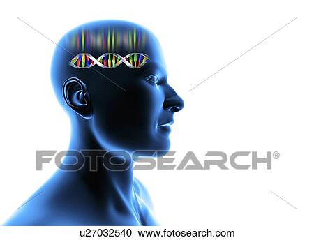 Genetic individuality, male Head with DNA View Large Photo Image Stock Image - Genetic individuality, male Head with DNA. Fotosearch