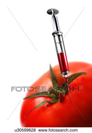 Genetically-engineered tomato, artwork View Large Photo Image Stock Photo - Genetically-engineered tomato, artwork. Fotosearch