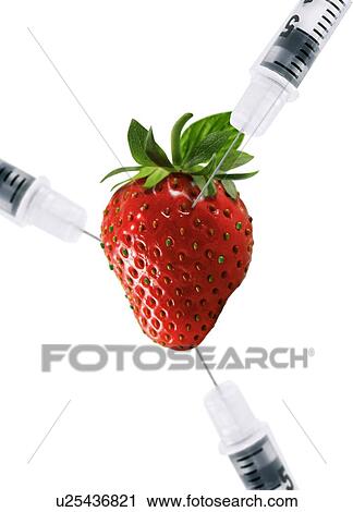 Genetically modified strawberry, artwork View Large Photo Image Stock Image - Genetically modified strawberry, artwork. Fotosearch