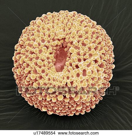 Picture - Geranium pollen, SEM. Fotosearch