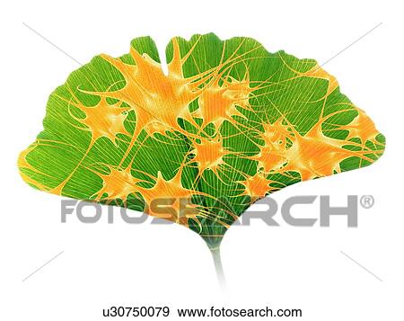 Stock Photo - Ginkgo and nerve cells. Fotosearch