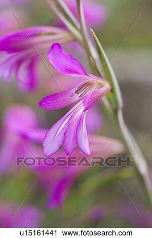 Stock Image - Gladiolus italicus flowers. Fotosearch