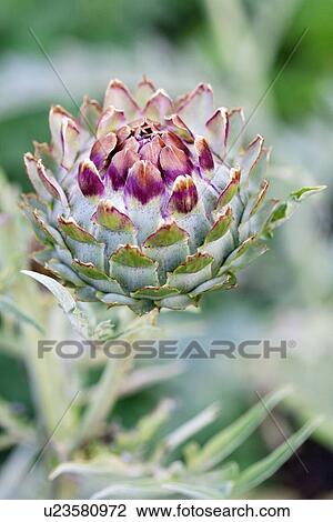 Stock Image - Globe artichoke (Cynara scolymus). Fotosearch