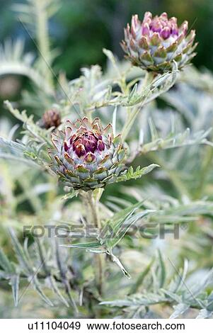Stock Photo - Globe artichoke (Cynara scolymus). Fotosearch