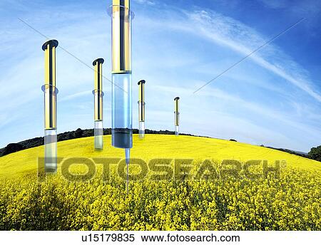 Stock Photography - GM oilseed rape crop, conceptual image. Fotosearch