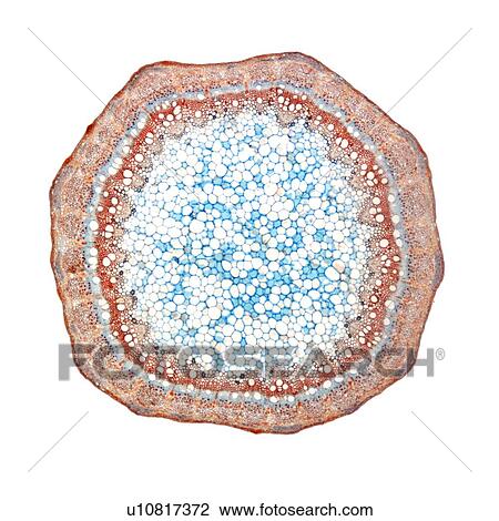 Grape stem, light micrograph View Large Photo Image Stock Image - Grape stem, light micrograph. Fotosearch
