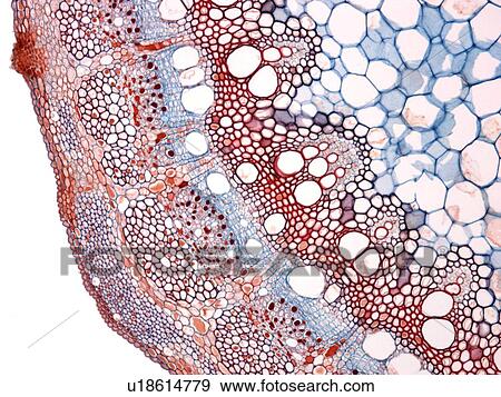 Stock Photo - Grape stem, light micrograph. Fotosearch