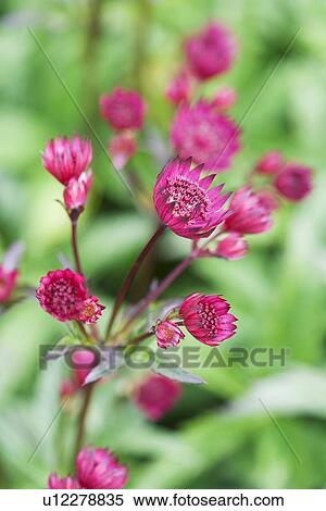Stock Photography - Great masterwort (Astrantia major). Fotosearch