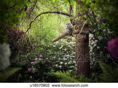 Stock Image - Grey coloured owl perched in forest tree. Fotosearch