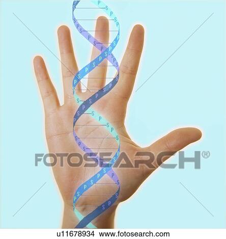 Hand and DNA molecule View Large Photo Image Picture - Hand and DNA molecule. Fotosearch