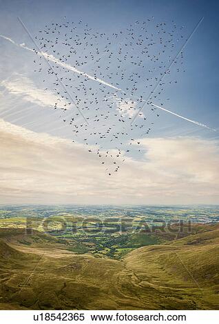 Heart shaped flock of birds flying above the Brecon Beacons, Wales, UK View Large Photo Image Stock Photography - Heart shaped flock of birds flying above the Brecon Beacons, Wales, UK. Fotosearch