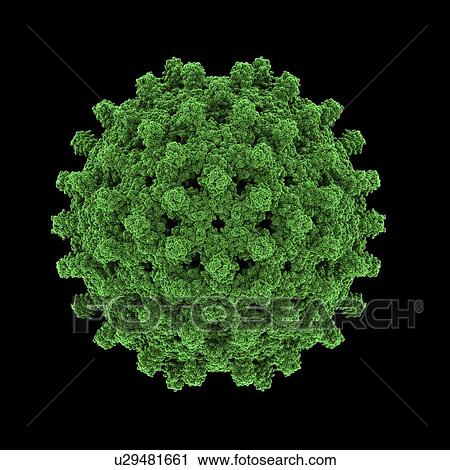 Hepatitis B virus particle View Large Photo Image Stock Image - Hepatitis B virus particle. Fotosearch