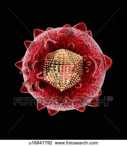 Stock Image - Hepatitis C virus, artwork. Fotosearch