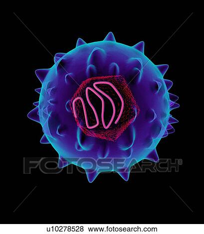 Hepatitis C virus, artwork View Large Photo Image Stock Photo - Hepatitis C virus, artwork. Fotosearch