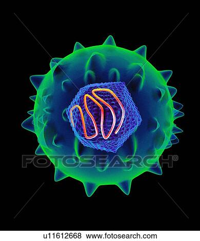 Hepatitis C virus, artwork View Large Photo Image Stock Photo - Hepatitis C virus, artwork. Fotosearch