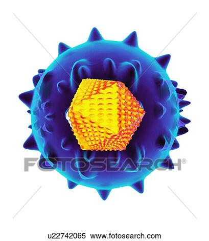 Hepatitis C virus, artwork View Large Photo Image Stock Photography - Hepatitis C virus, artwork. Fotosearch