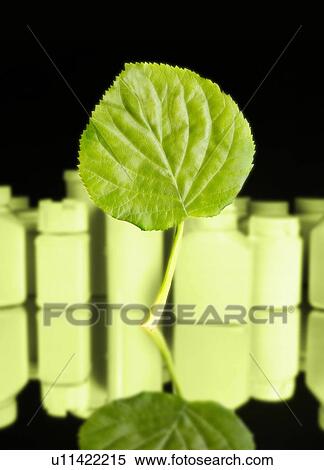 Herbal medicine, conceptual artwork View Large Photo Image Stock Photography - Herbal medicine, conceptual artwork. Fotosearch
